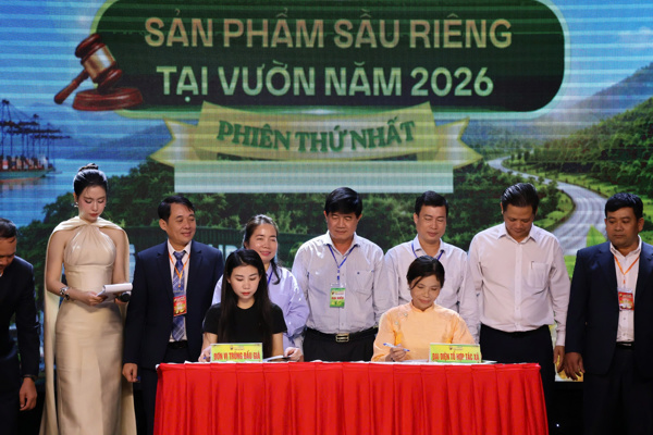Đắk Lắk lần đầu đấu giá thành công lô sầu riêng gần 24 tỷ đồng